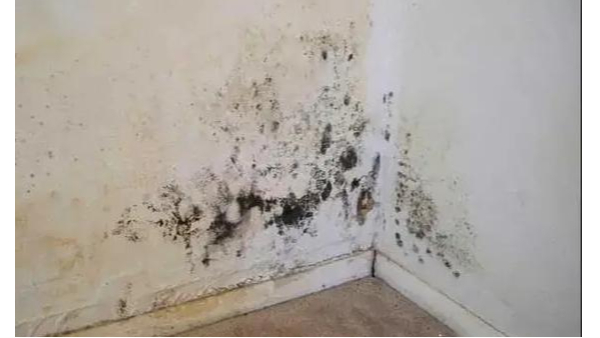 墻面防霉警報！臺風(fēng)暴雨季，百適涂無機(jī)涂料為健康家居筑起“無菌盾”