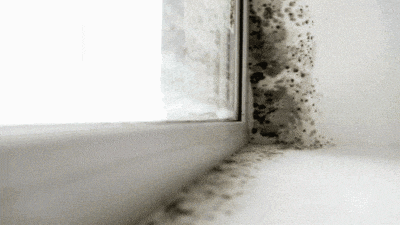 霉菌對人體危害示意圖